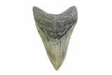 Serrated, Fossil Megalodon Tooth - North Carolina #356702-1